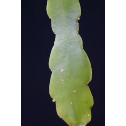 Lepismium monacanthus subsp espinosa